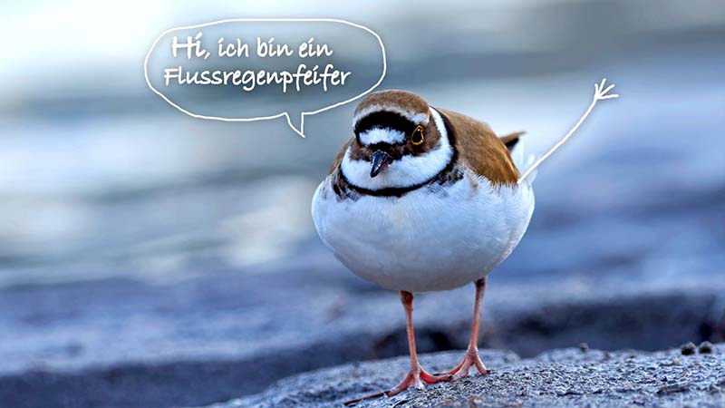 Der Flussregenpfeifer ist am Tiroler Lech anzustreffen.